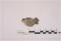 藏品(扁平黑囊基衣)的圖片